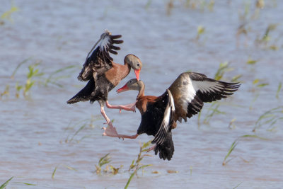 Black-bellied Whistling-Ducks (Two Males Fighting for the Attention of a Female)