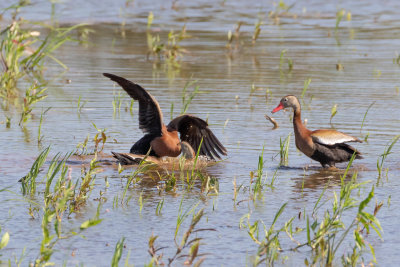 Black-bellied Whistling-Ducks (Mating Behavior)