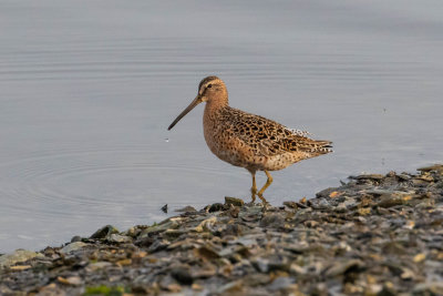 Short-billed Dowitcher