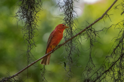 Male Summer Tanager