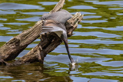 Tri-colored Heron