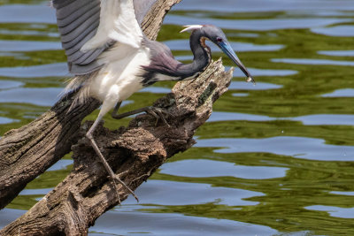 Tri-colored Heron