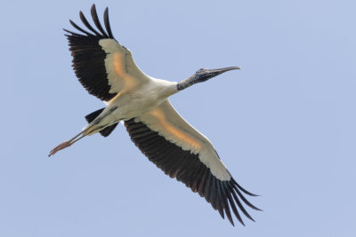 Wood Stork