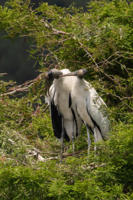 Wood Stork Pair