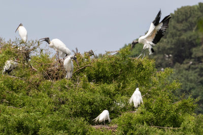 Nesting Wood Storks and Great Egrets