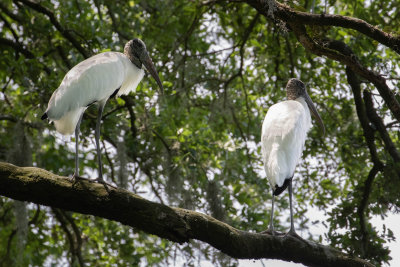 Wood Storks