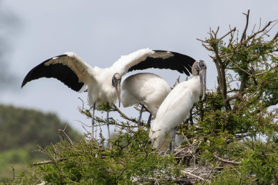Nesting Wood Storks