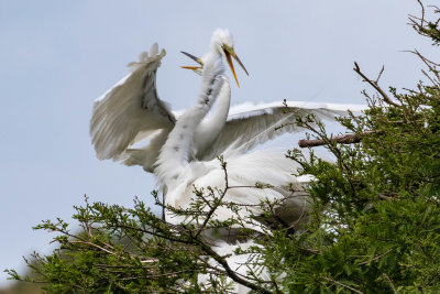 Great Egret Pair