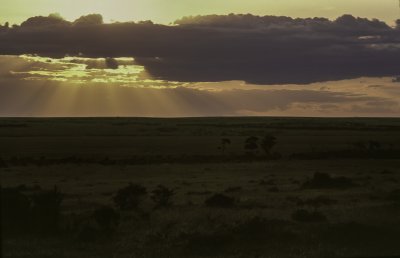 Masai Mara National Reserve