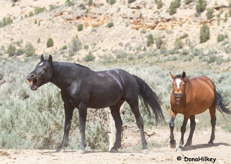 grimacing-horses-PED-fb-.jpg