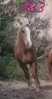 1833 Spur