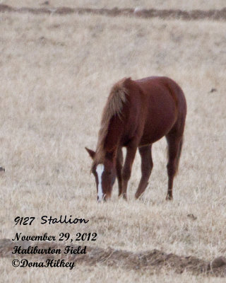 9127 Stallion