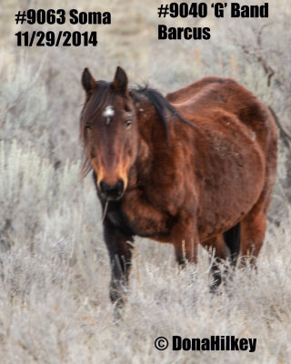 DEAD  9063 Mare 'SOMA'