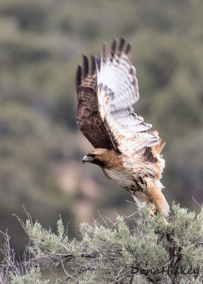 Red-tailed Hawk