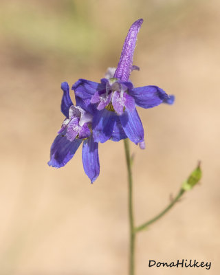 Larkspur