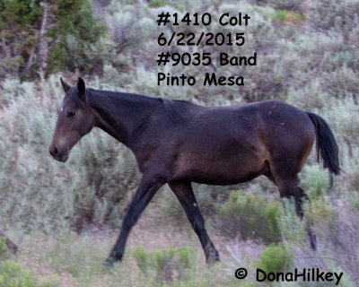 1410 Colt