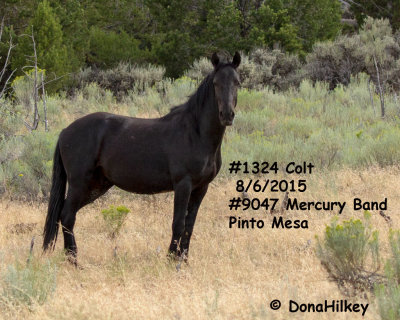 1323 Colt