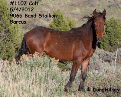 1107 Colt