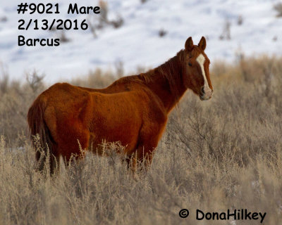 9021 Mare