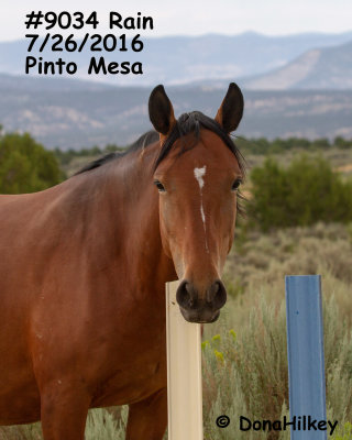 9034 Mare 'RAIN'