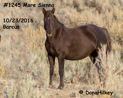1245 Mare  'Sienna'