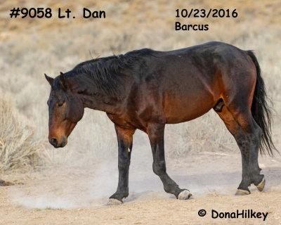 DEAD  9058 Stallion  LIEUTENANT DAN