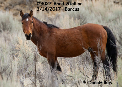 9027 Band Stallion