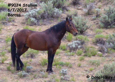 9074 Stallion