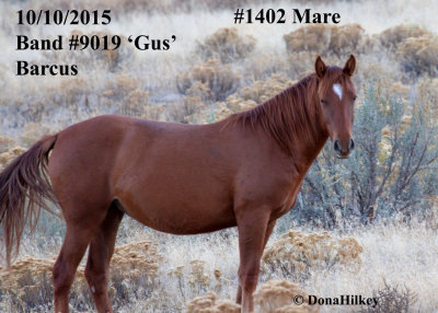 1402 Filly