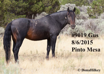 9019 Band Stallion  'GUS'