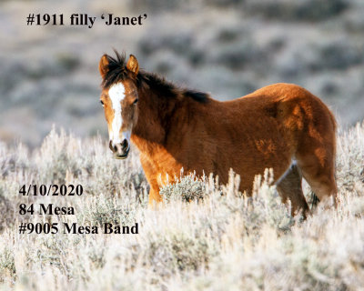 1911 filly Janet