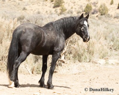 9055 Stallion 'BlackJack'  (Lt for 9041)