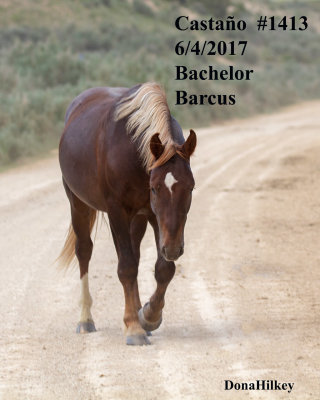 1413 Stallion  'Castaño'