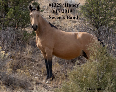 1329 Mare Honey