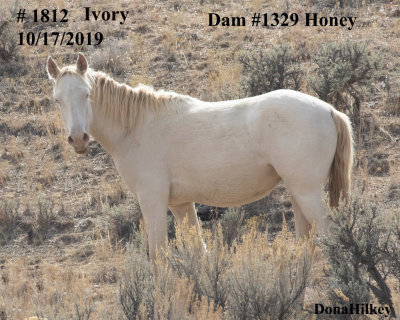 1812 Ivory