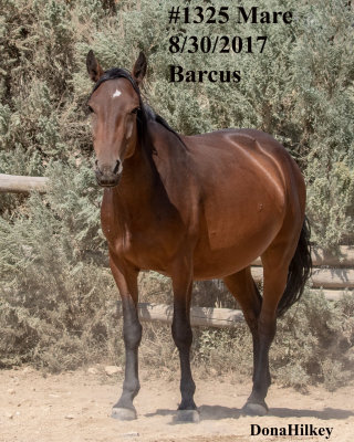1325 Filly