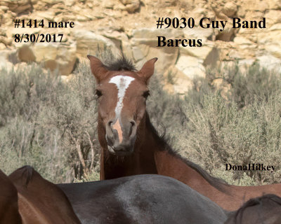 1414 Filly