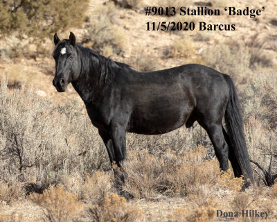 9013 Stallion  'Badge'