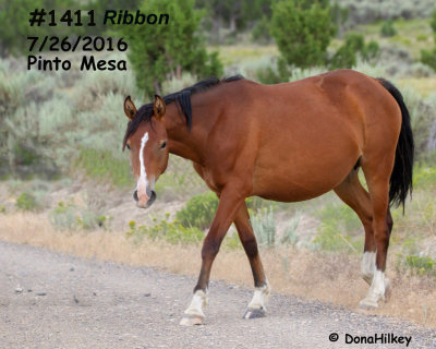1411 Ribbon
