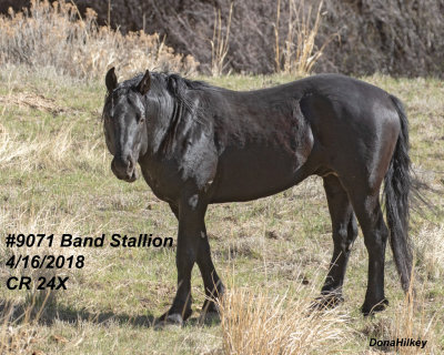 9071 Band Stallion 