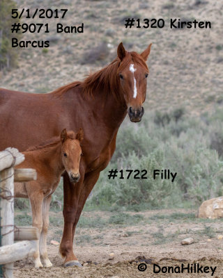 1320 Filly