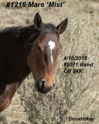 1216 FILLY 'MIST'