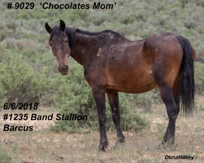 9029 Chocolate's Mom'