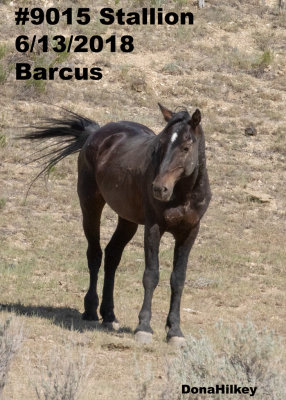 9015 Band Stallion