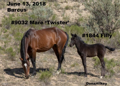 9032 Mare 'TWISTER'