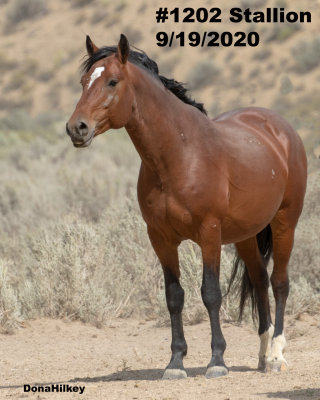 1202 Colt