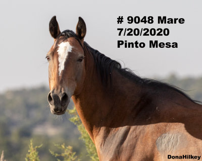 9048 Mare