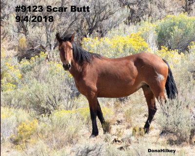9123 Scar Butt