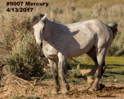 9007 Stallion (Satellite to 9015) SILVER