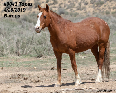 9043 Mare 'Topaz'